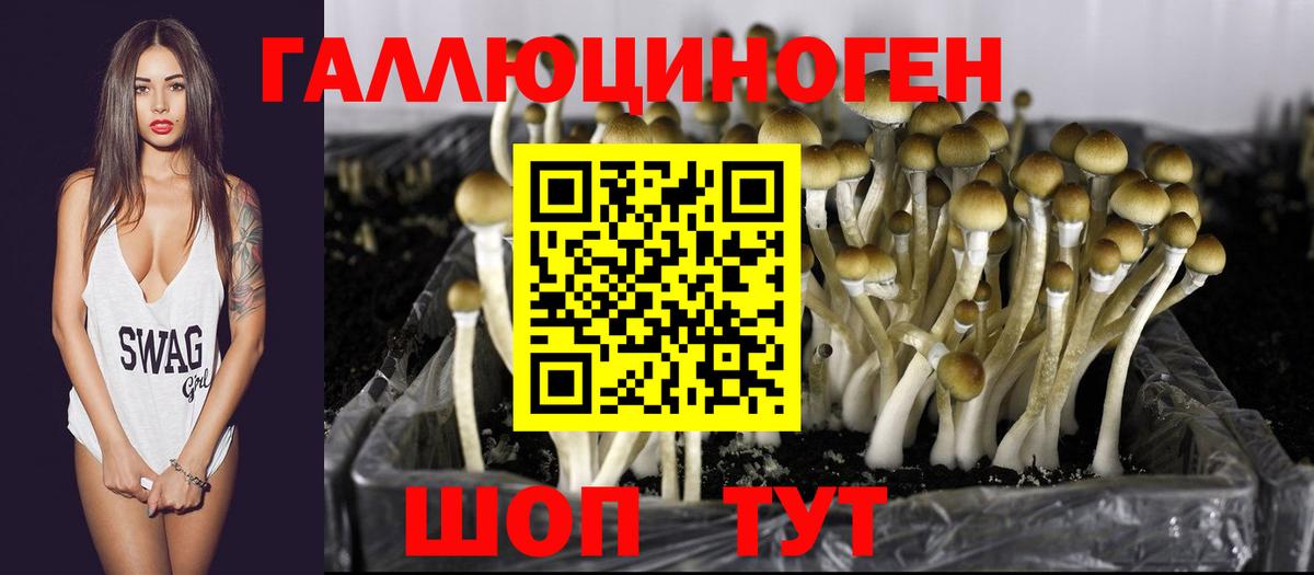 Галлюциногенные грибы Psilocybe Волоколамск